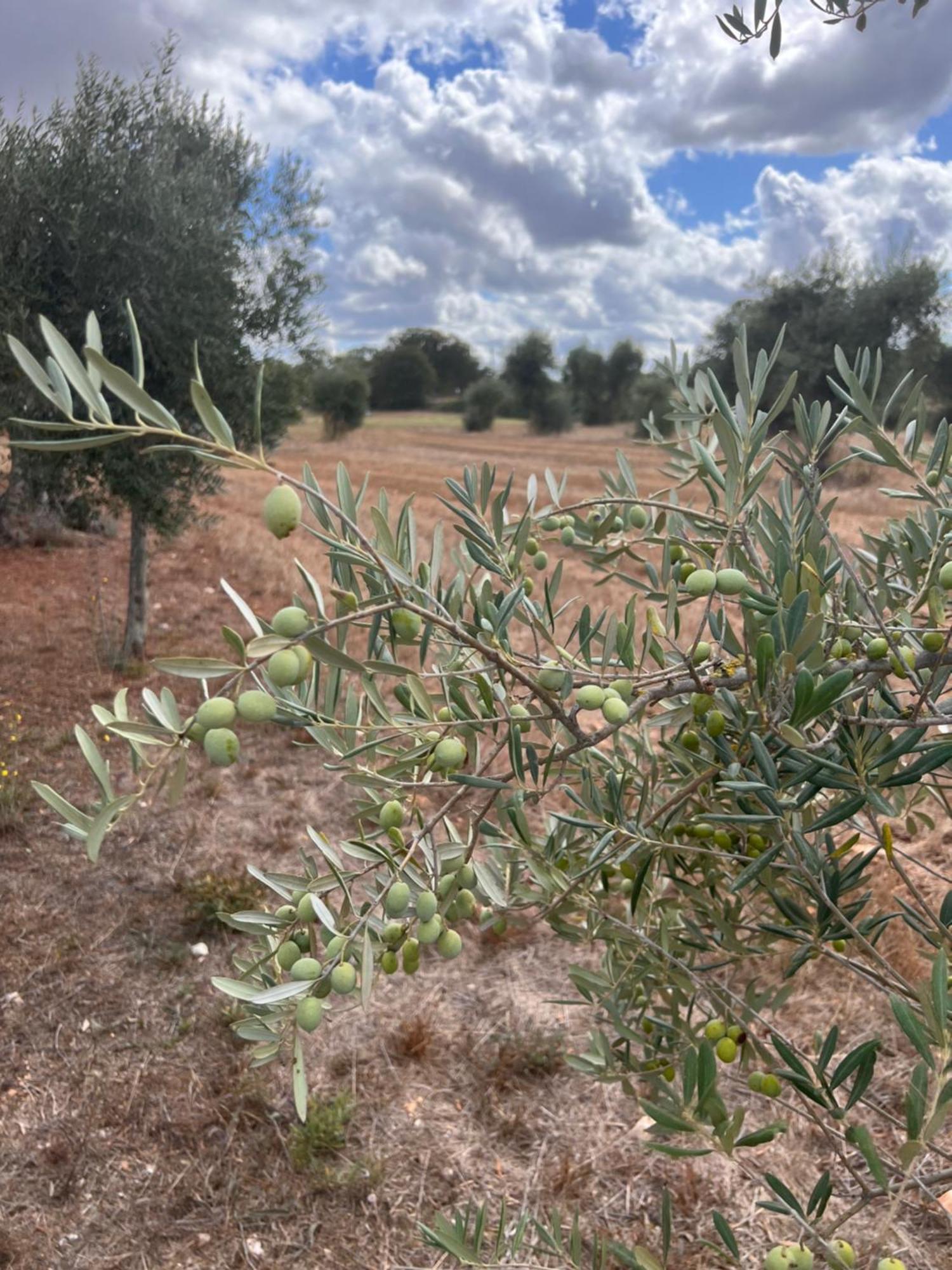 Masseria Battaglini Martina Franca Kültér fotó